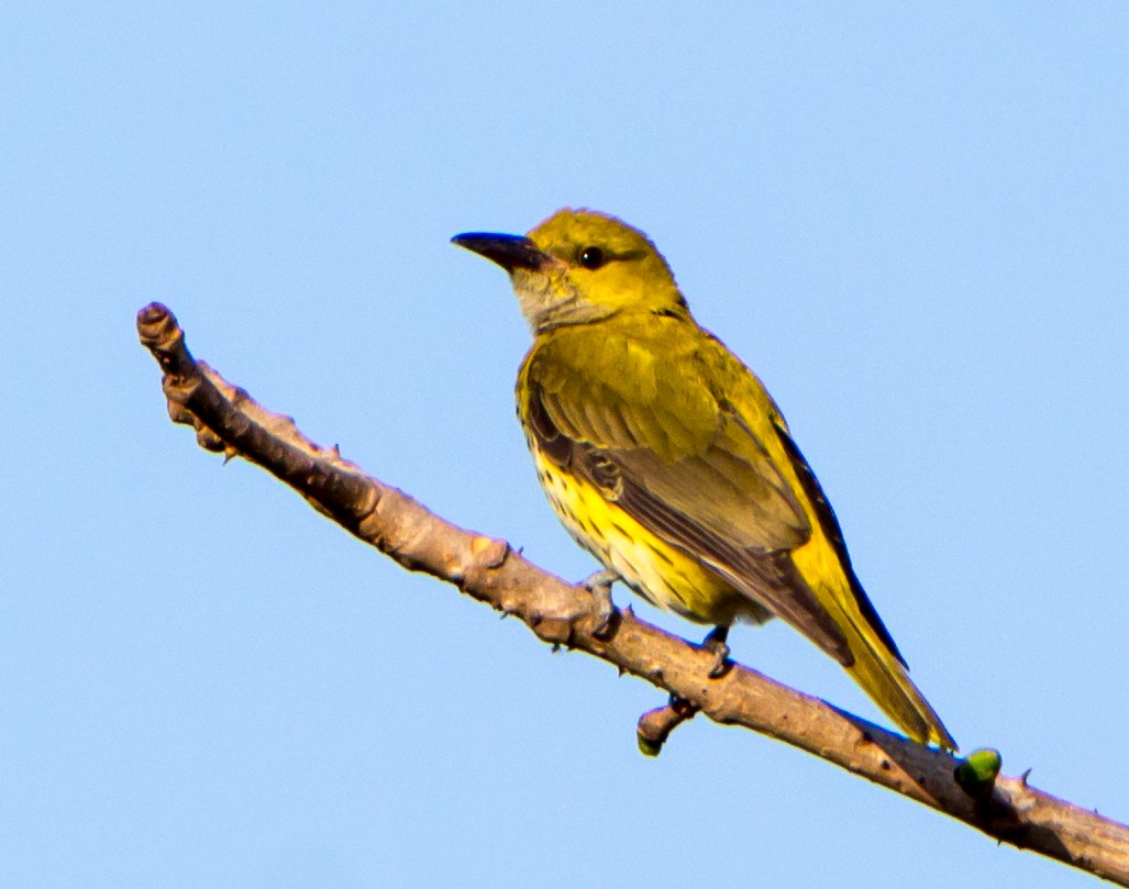 Indian Golden Oriole - ML630169263