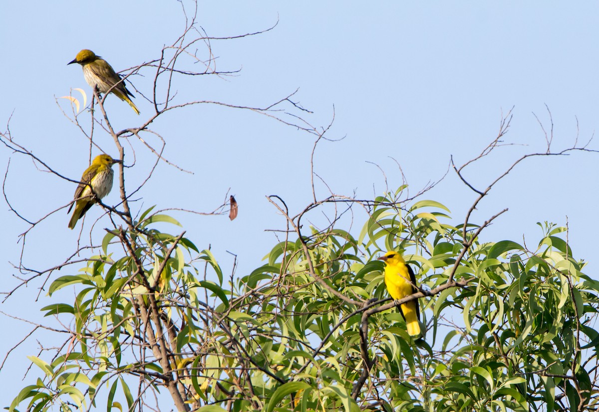 Indian Golden Oriole - ML630169264