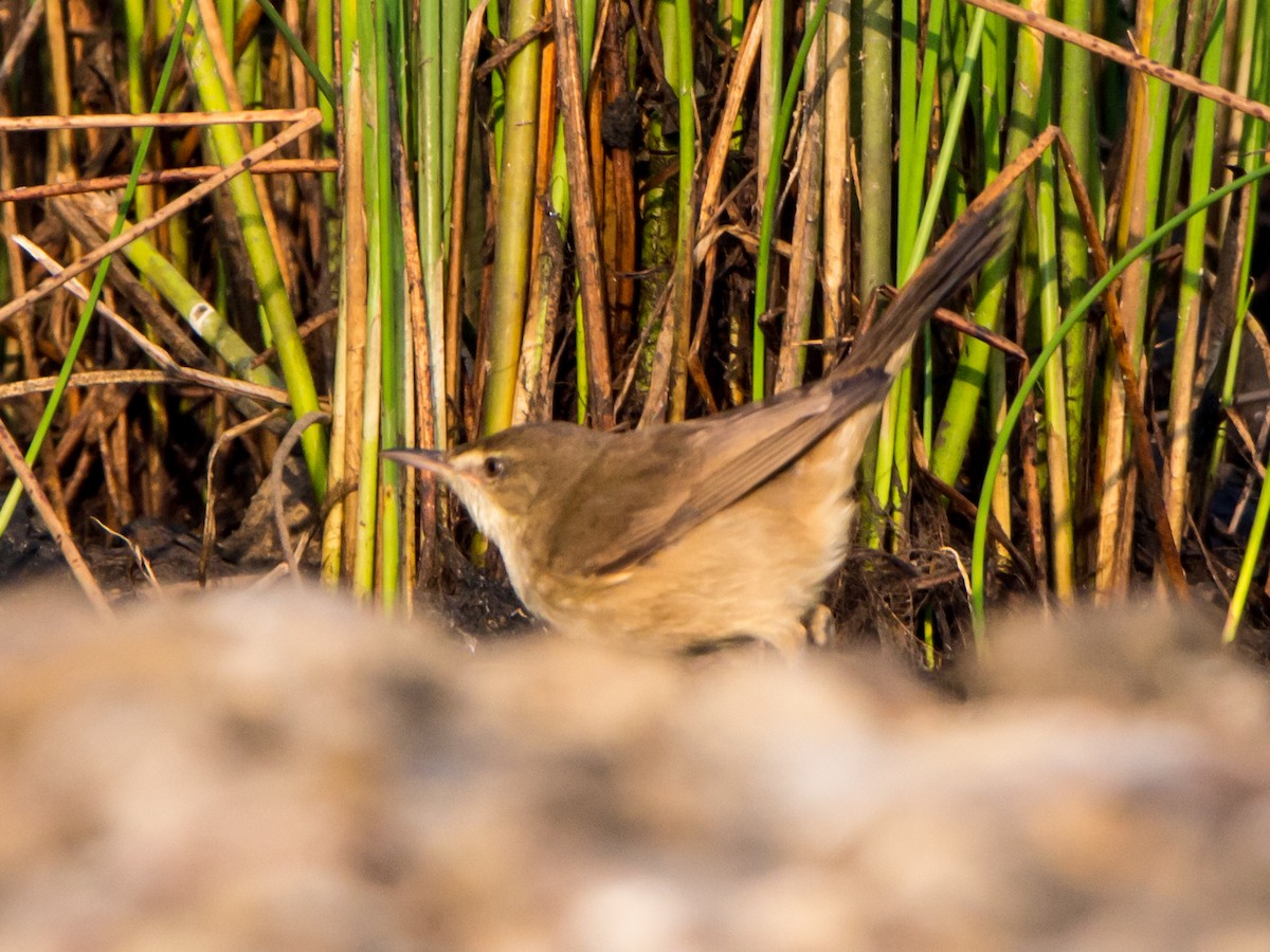 Clamorous Reed Warbler - ML630169309