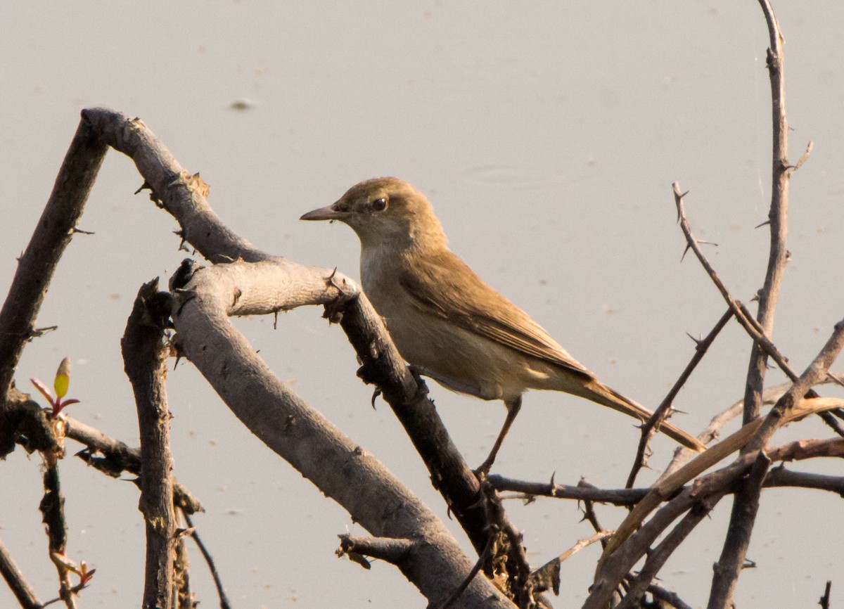 Clamorous Reed Warbler - ML630169310