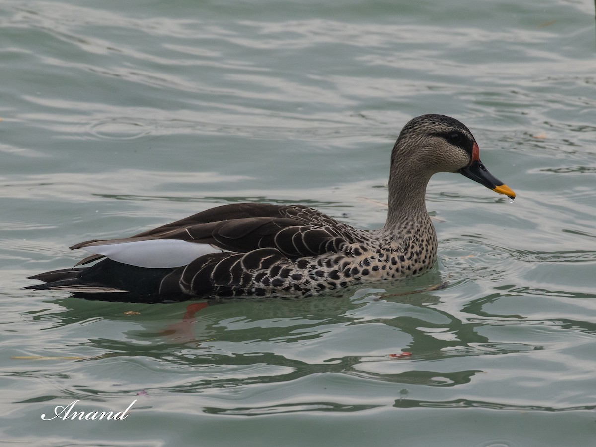 Indian Spot-billed Duck - ML630169567