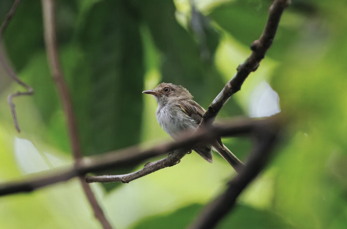Helmeted Pygmy-Tyrant - ML630169731