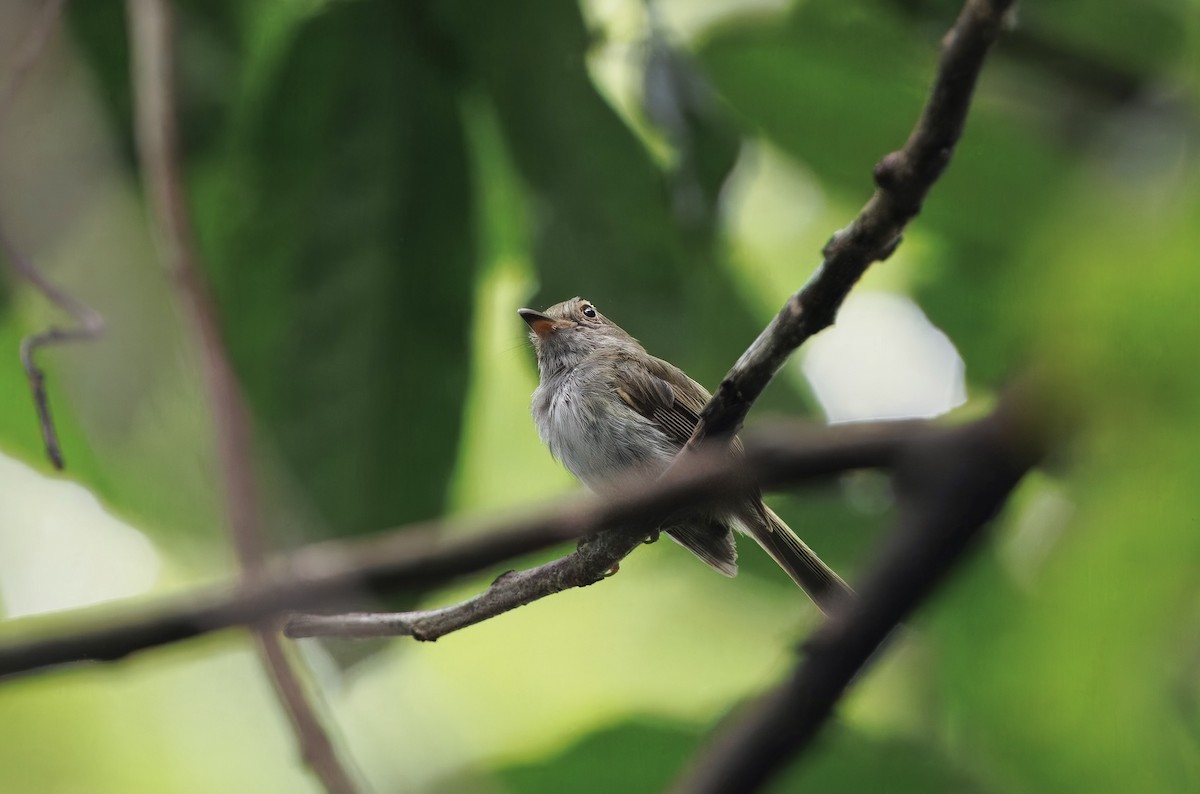 Helmeted Pygmy-Tyrant - ML630169732