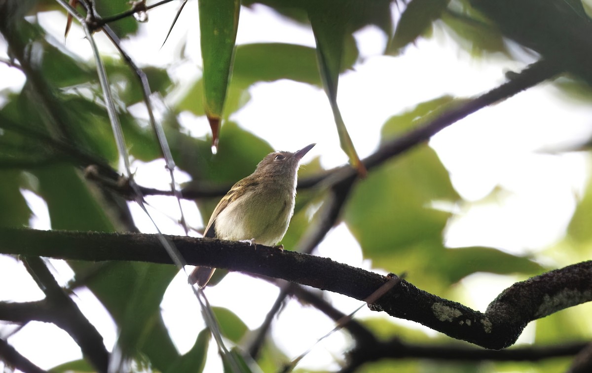 Серощёкий тоди-мухолов - ML630169754