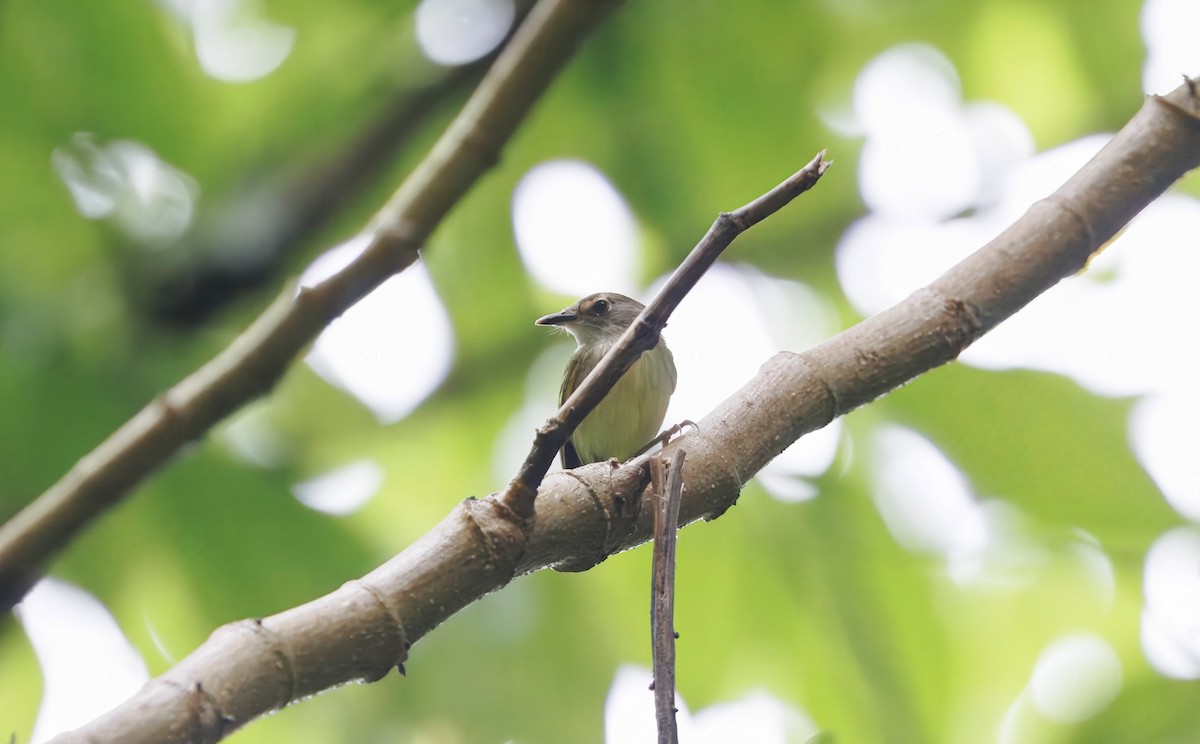 Серощёкий тоди-мухолов - ML630169755