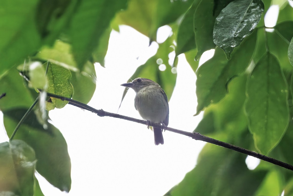 Серощёкий тоди-мухолов - ML630169756