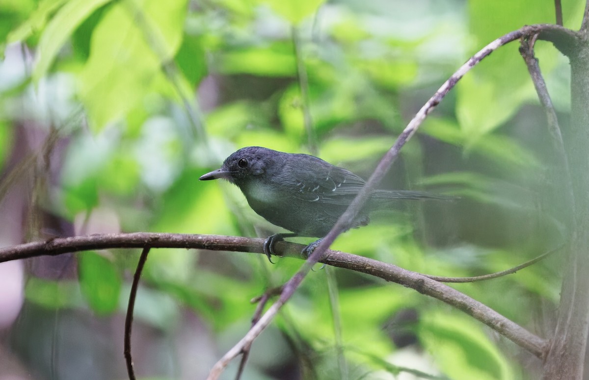 Willis's Antbird - ML630169807