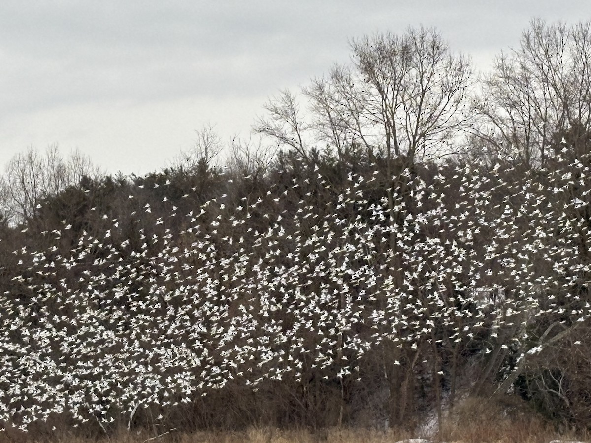 Snow Bunting - ML630169900