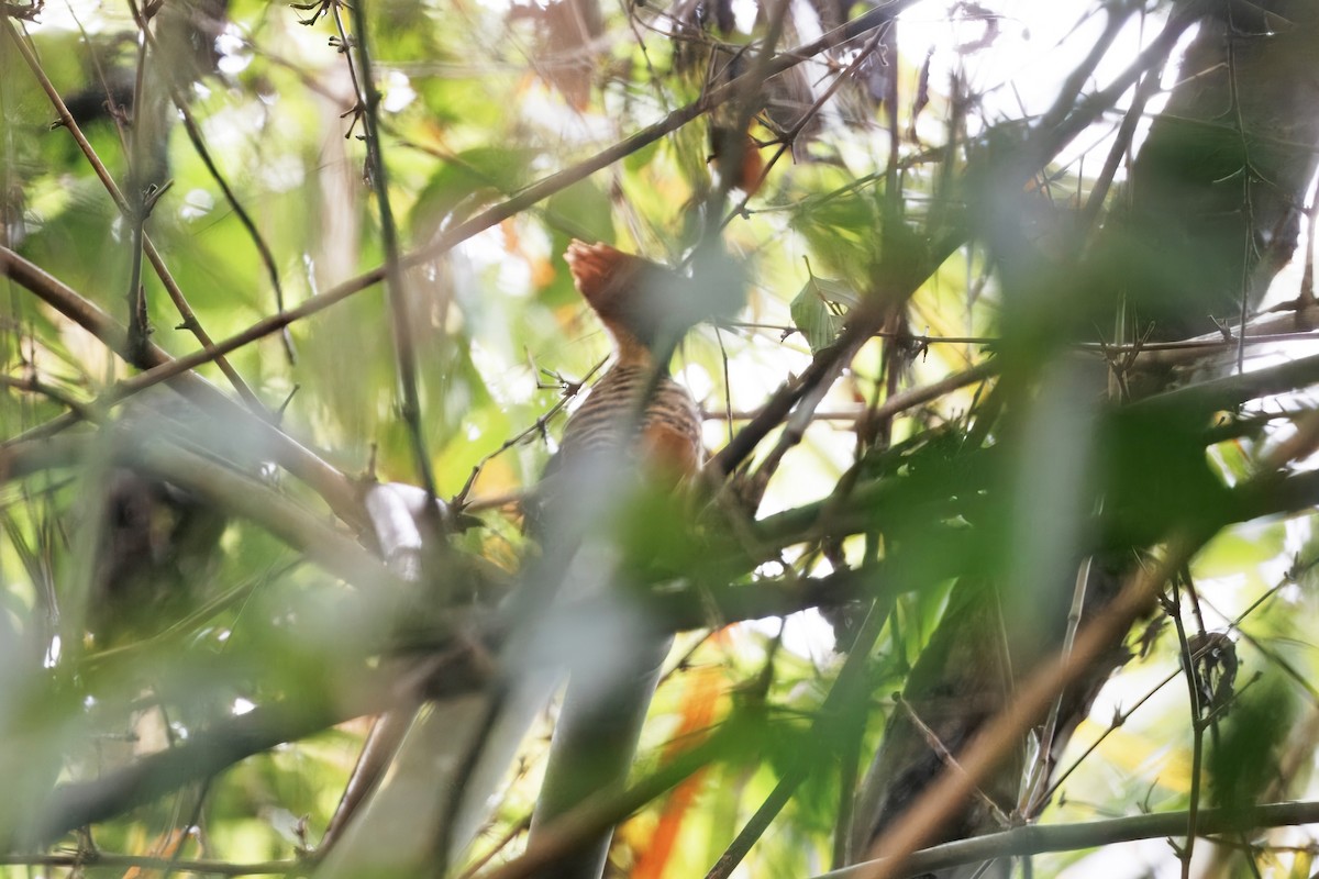 Kaempfer's Woodpecker - ML630169903