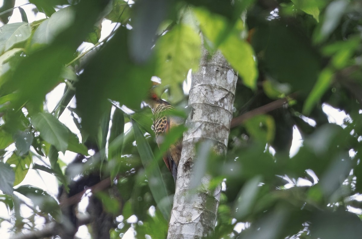 Kaempfer's Woodpecker - ML630169904