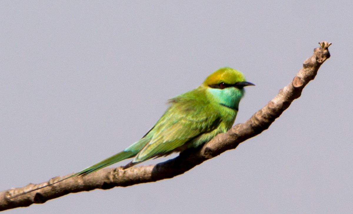 Asian Green Bee-eater - ML630169938