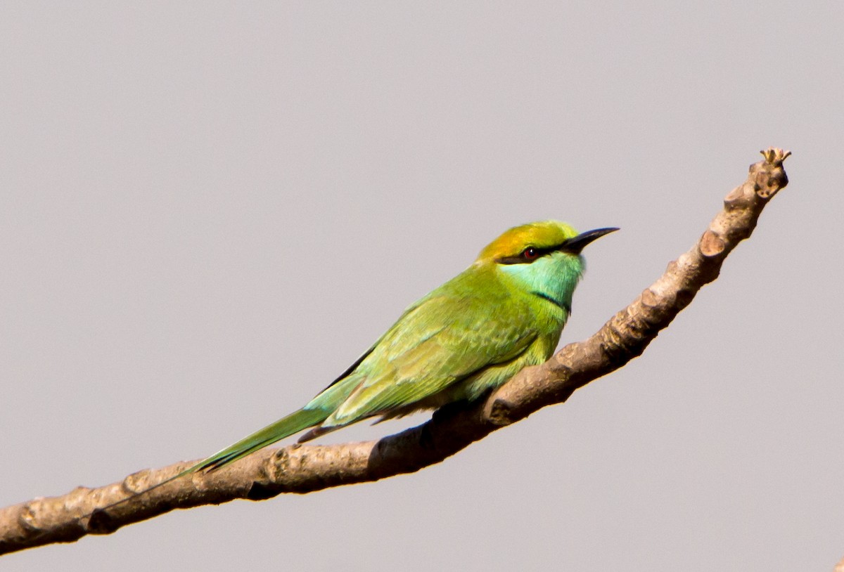 Asian Green Bee-eater - ML630169939