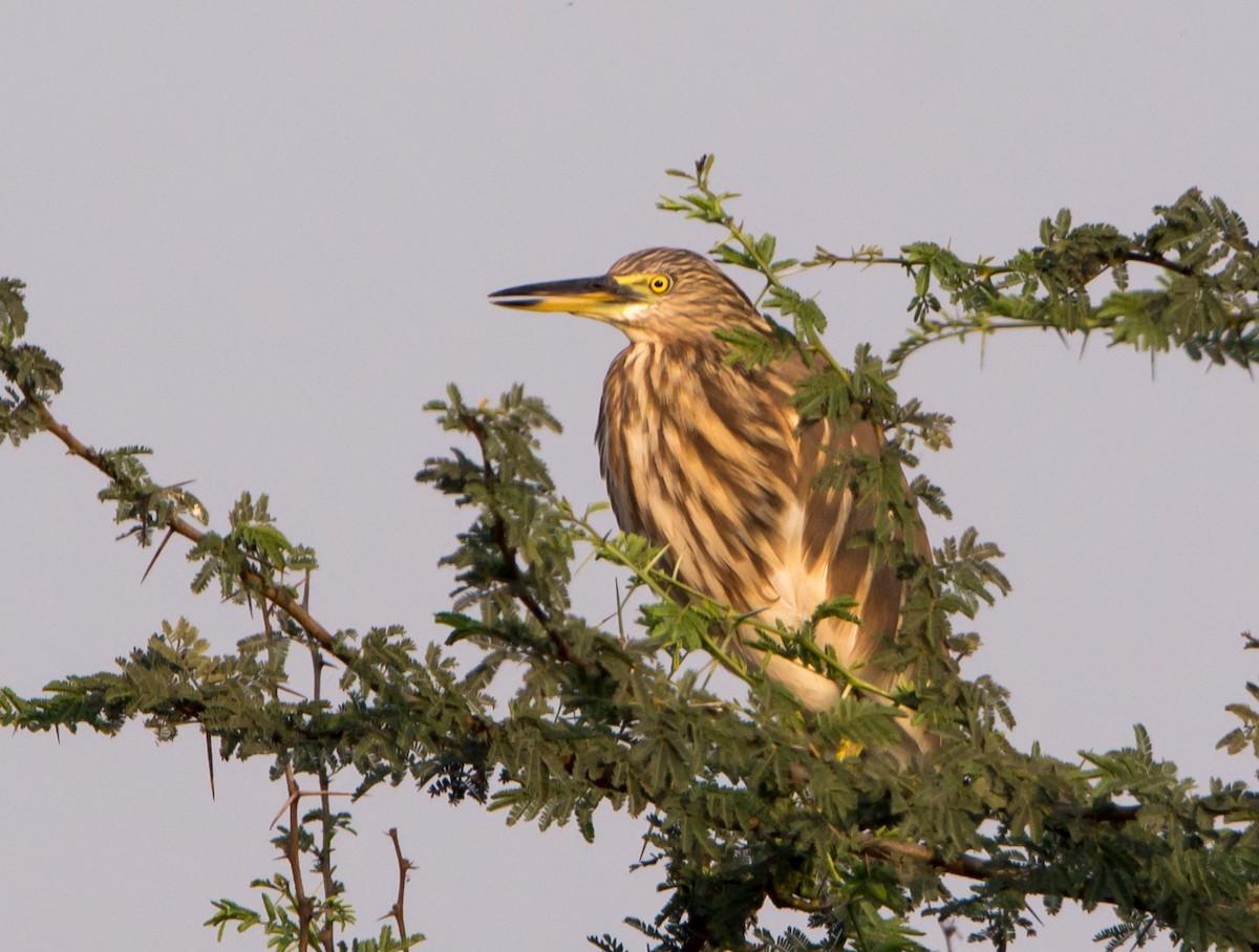 Indian Pond-Heron - ML630169989