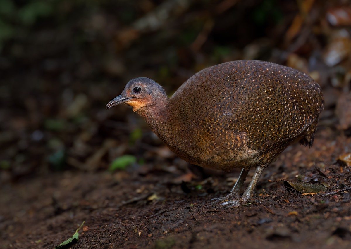 Highland Tinamou - ML630170000