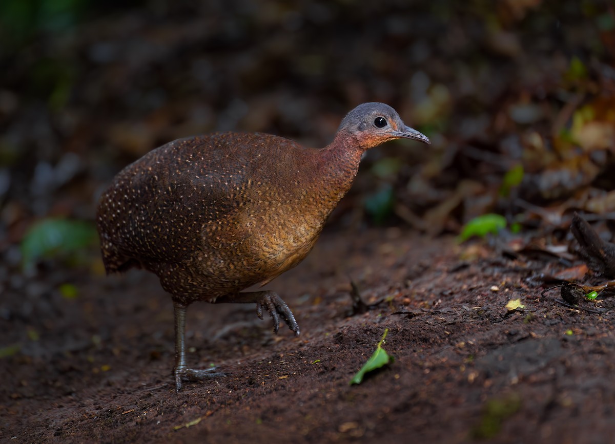 Highland Tinamou - ML630170013
