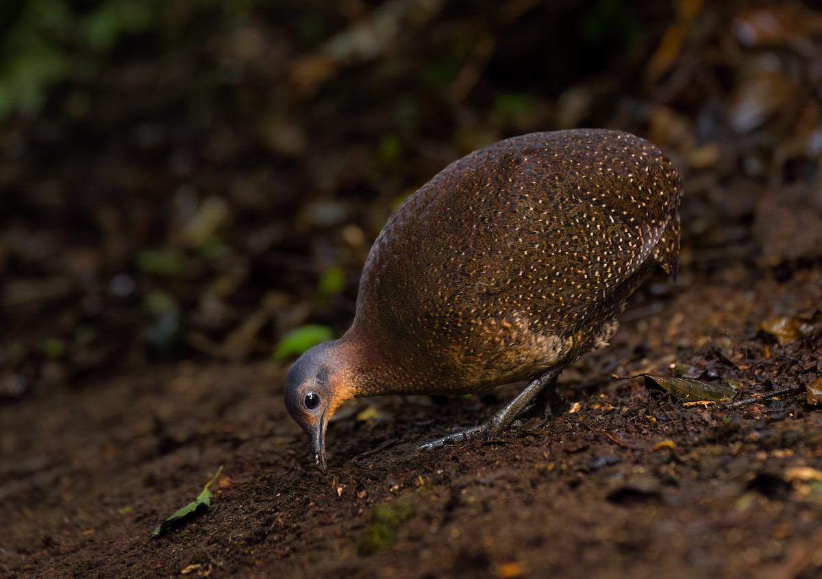 Highland Tinamou - ML630170017