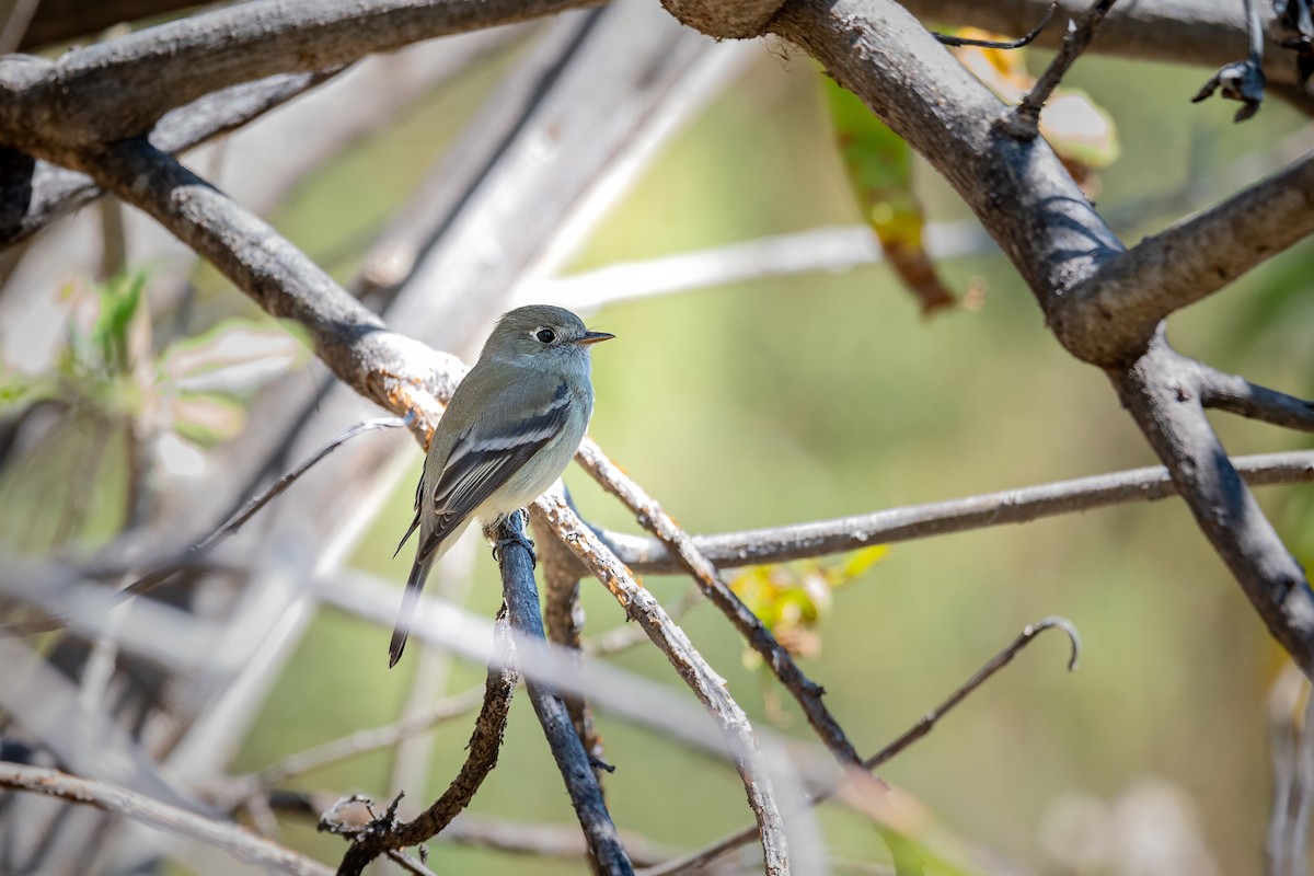 Hammond's Flycatcher - ML630170043