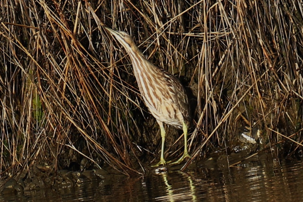 American Bittern - ML630170108