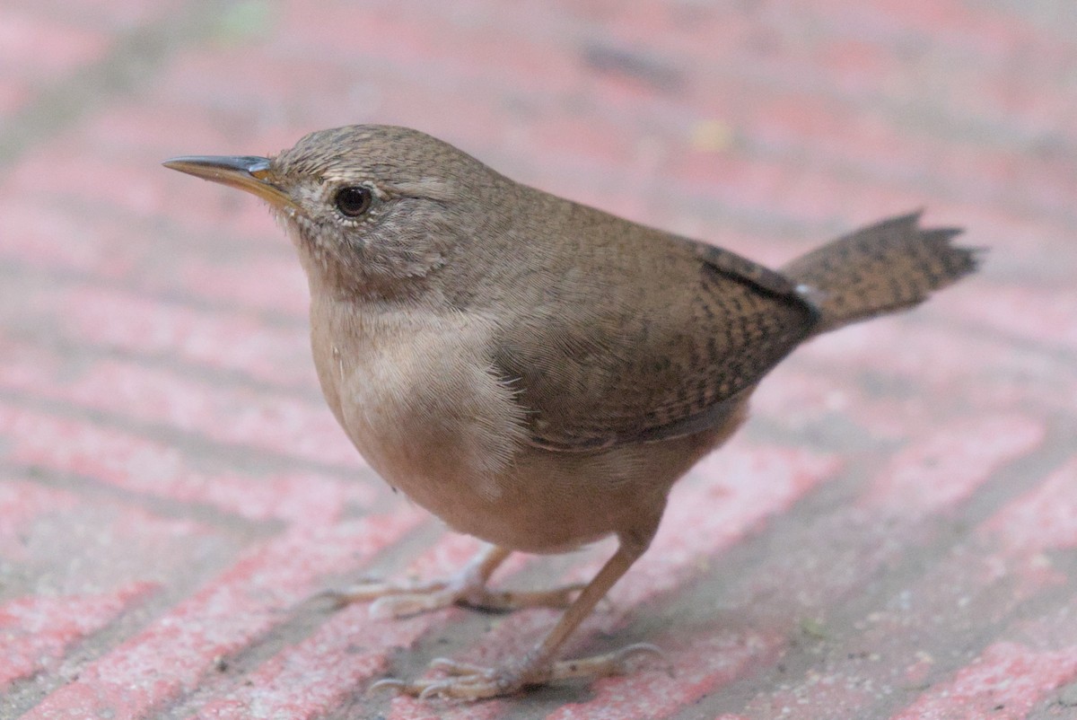 Southern House Wren - ML630170111