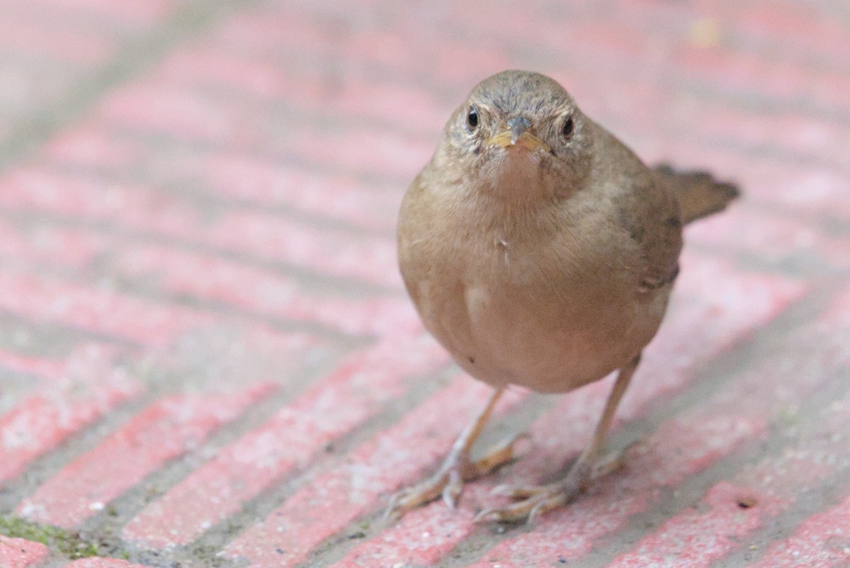 Southern House Wren - ML630170112