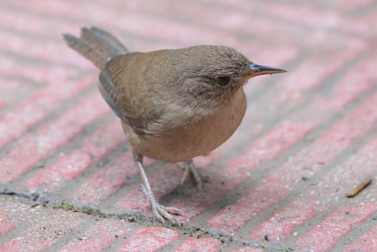 Southern House Wren - ML630170113