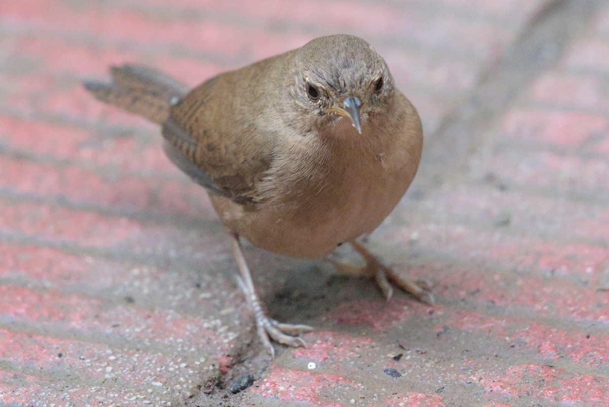 Southern House Wren - ML630170114