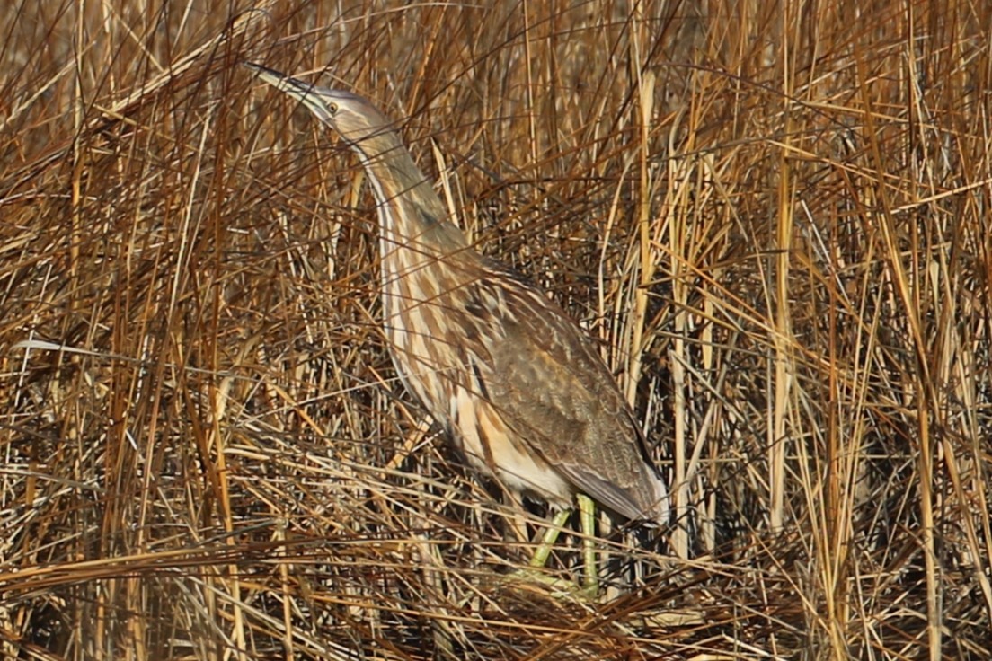 American Bittern - ML630170118