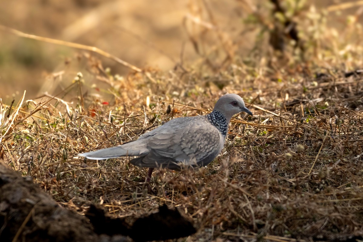 Spotted Dove - ML630170120