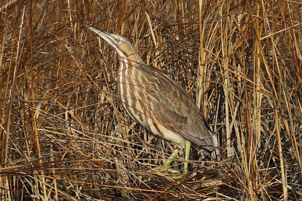 American Bittern - ML630170123