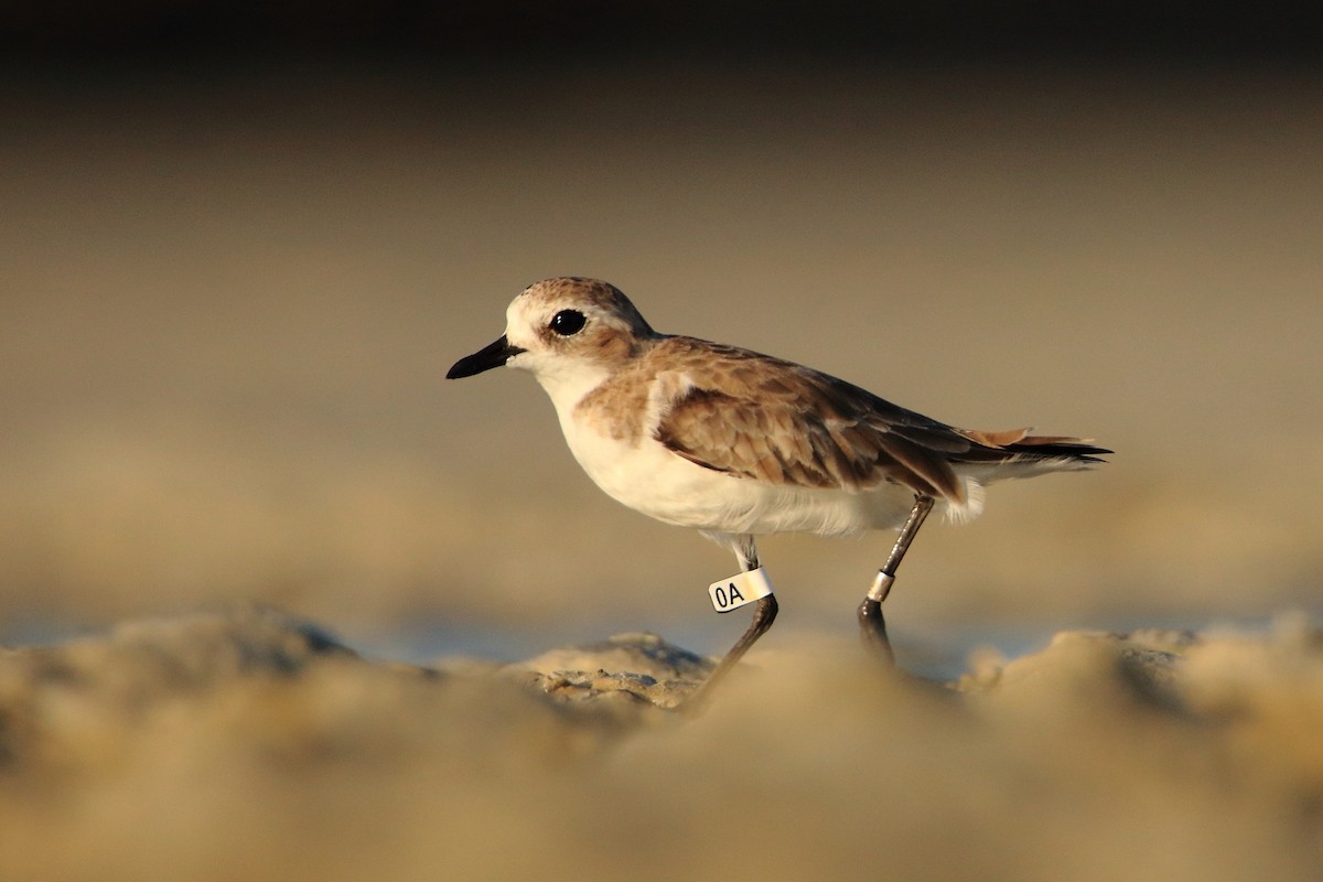 Tibetan Sand-Plover - ML630170132