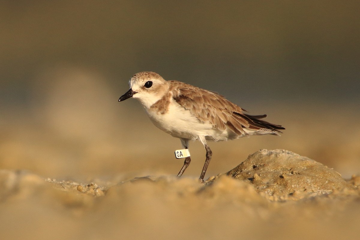 Tibetan Sand-Plover - ML630170133