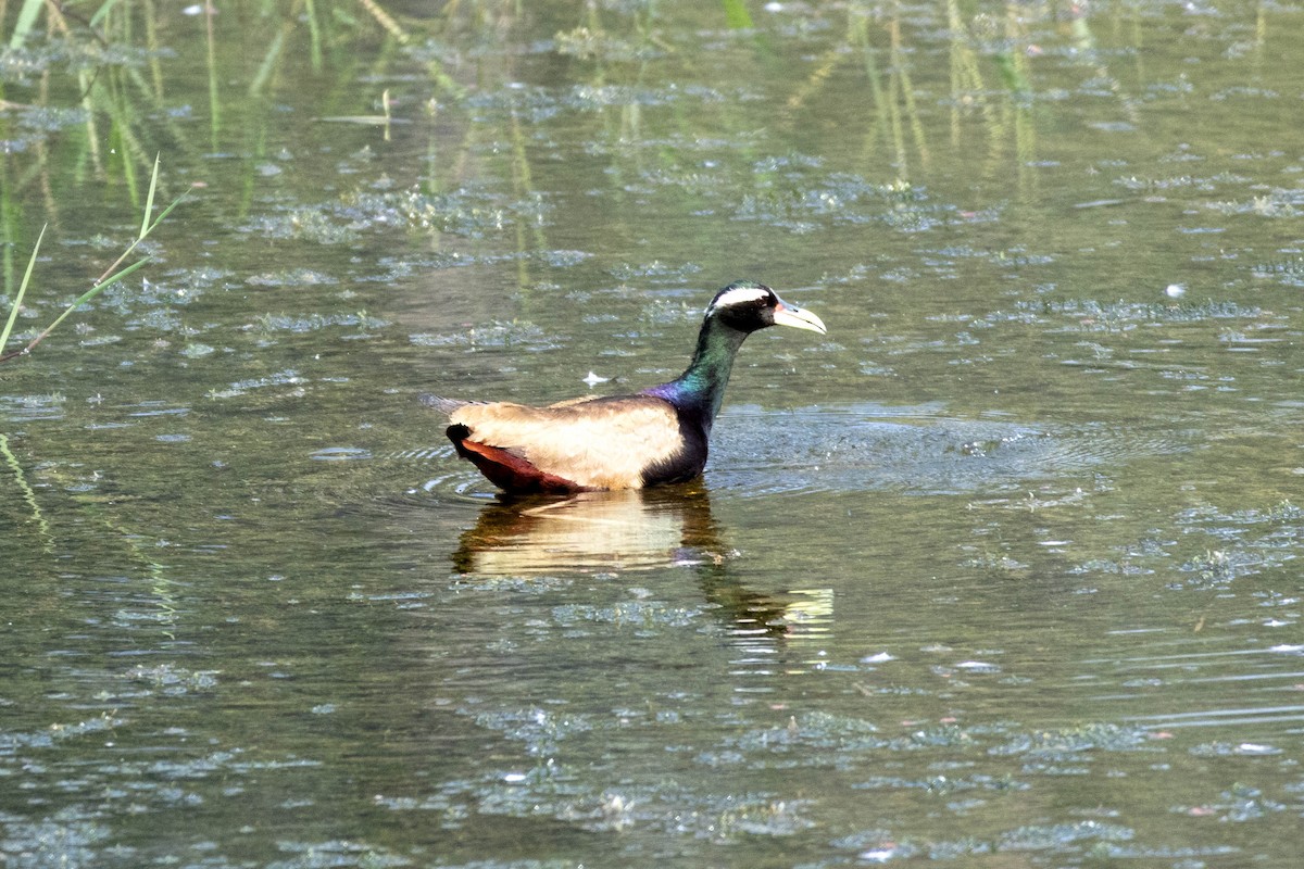 Bronze-winged Jacana - ML630170135