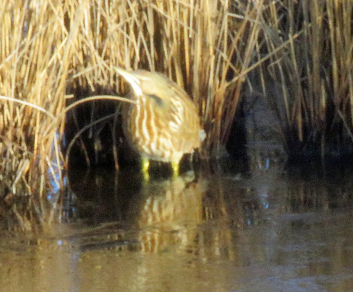 American Bittern - ML630170150