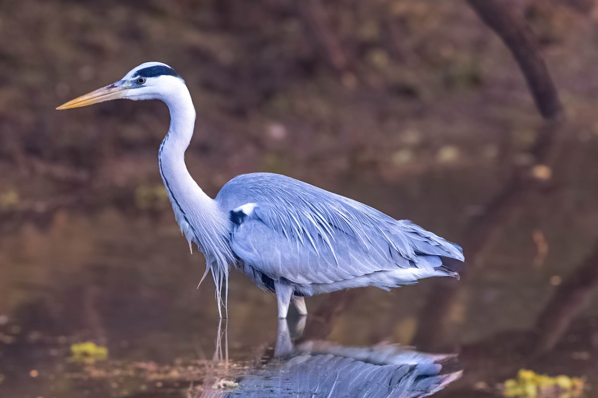 Gray Heron - ML630170152