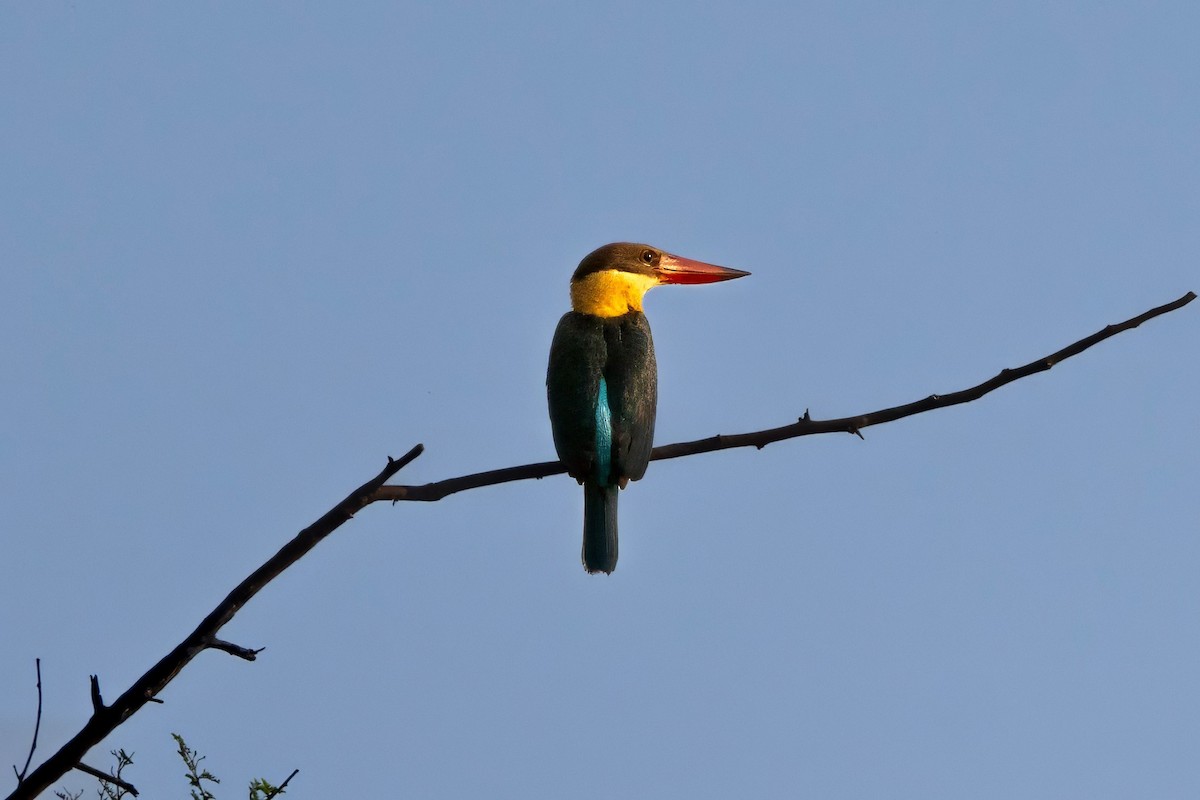 Stork-billed Kingfisher - ML630170190