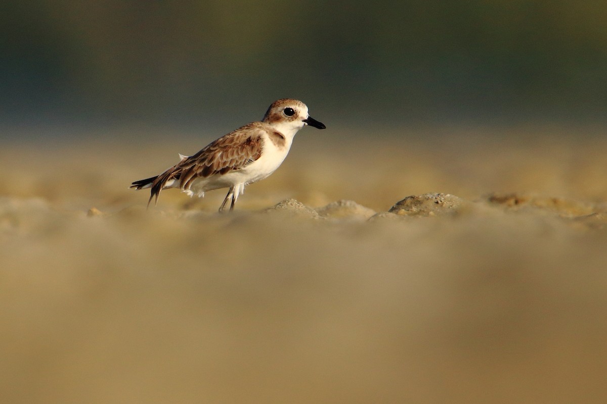 Tibetan Sand-Plover - ML630170197