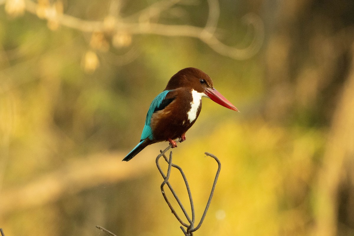 White-throated Kingfisher - ML630170200