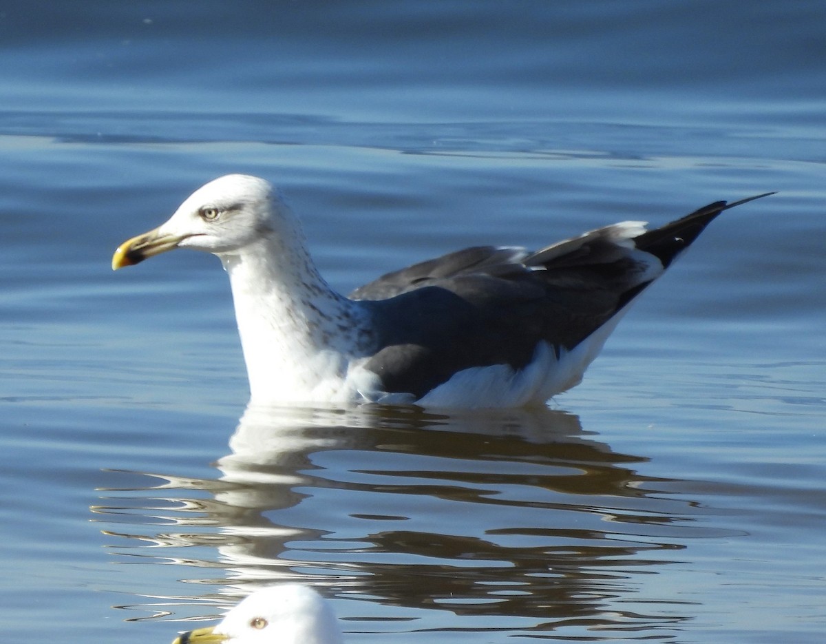 Lesser Black-backed Gull - ML630170202
