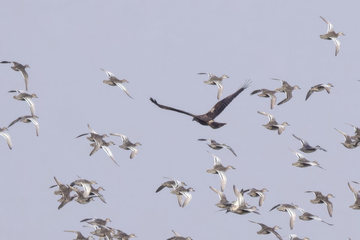 Eastern Marsh Harrier - ML630170205