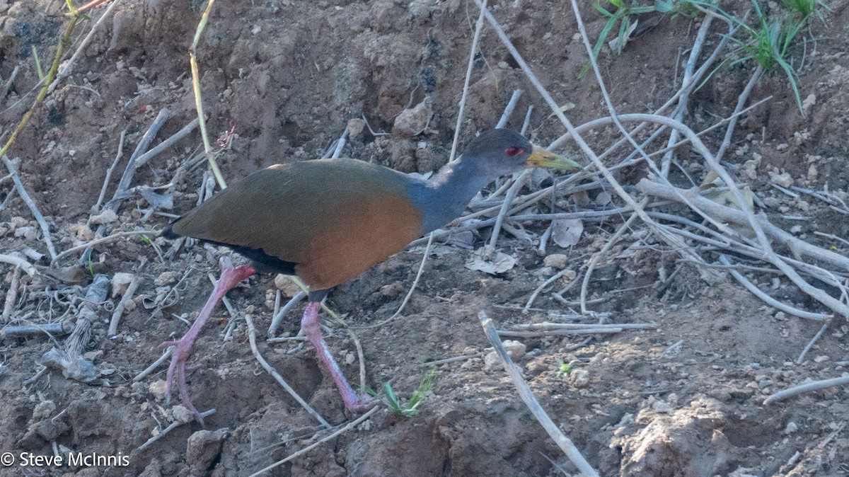 Gray-cowled Wood-Rail - ML630170264