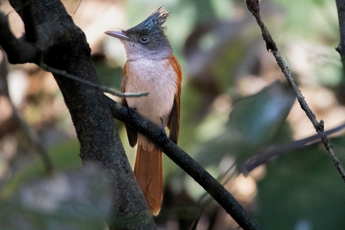Indian Paradise-Flycatcher - ML630170285