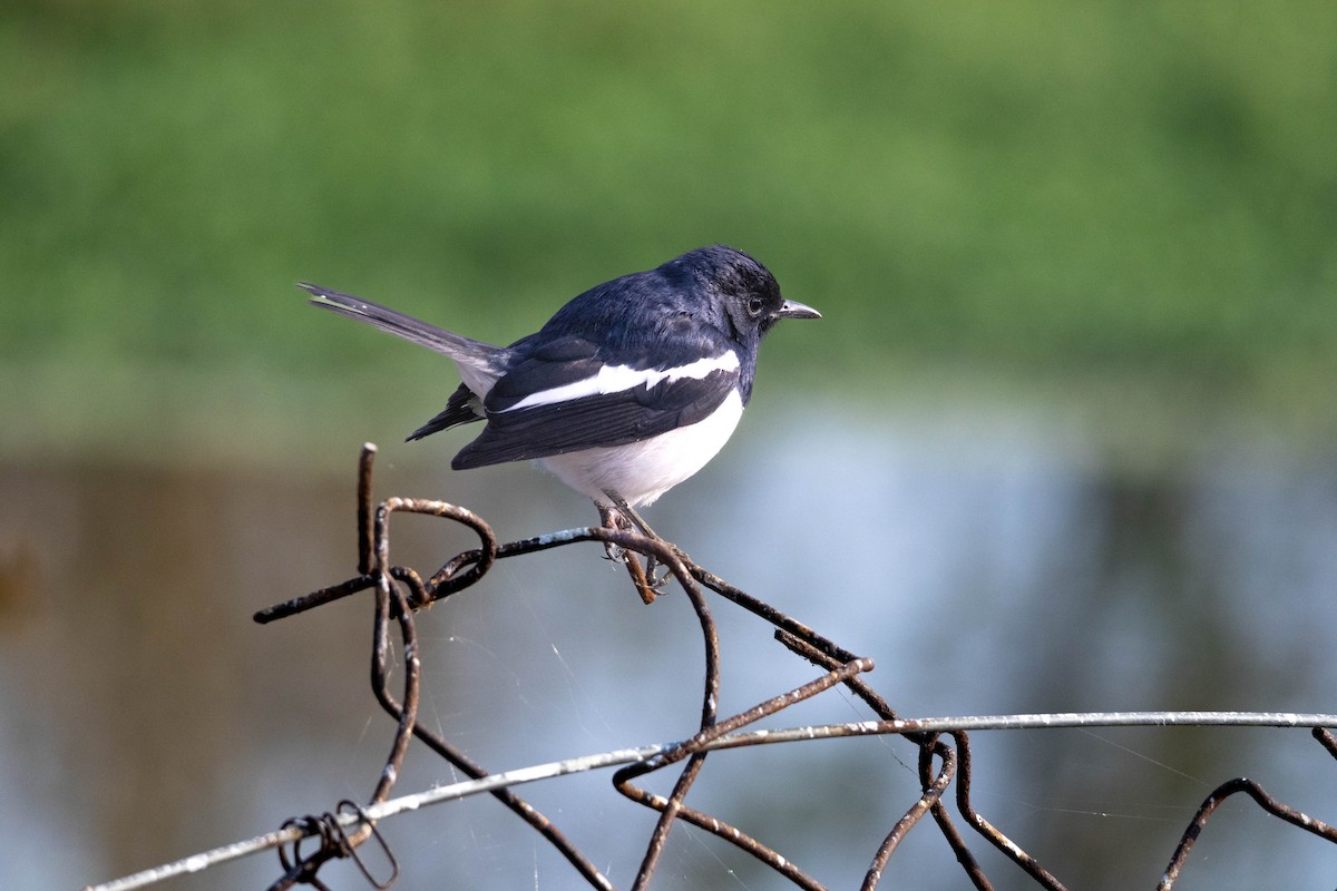 Oriental Magpie-Robin - ML630170305