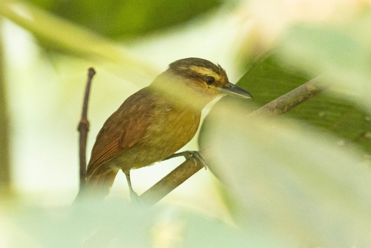アカチャアリモズ - ML630170319