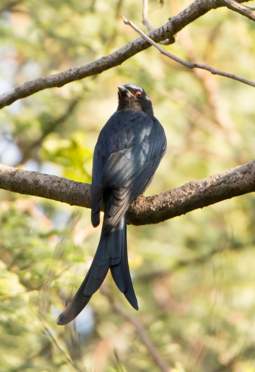 Ashy Drongo - ML630170324