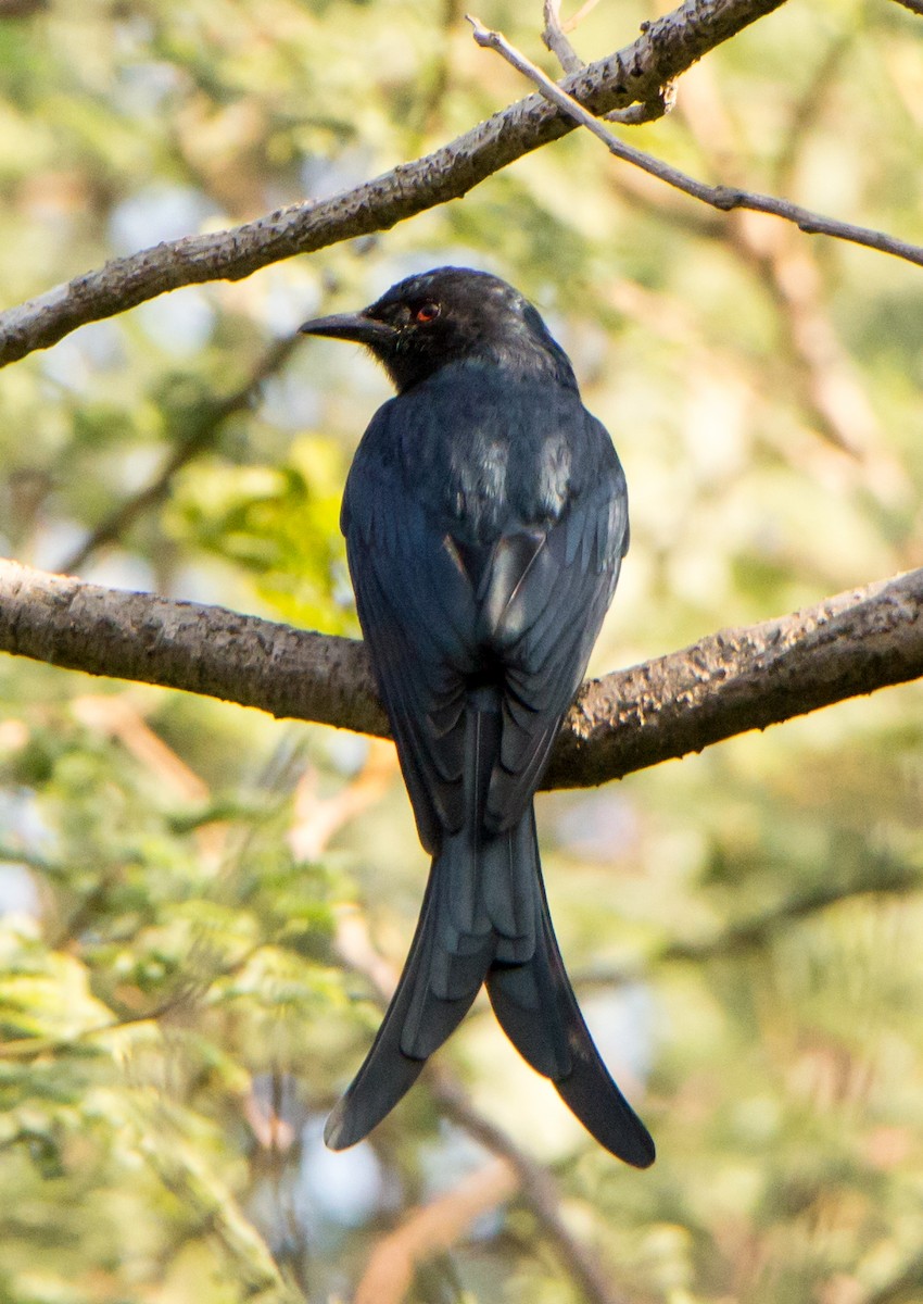 Ashy Drongo - ML630170325