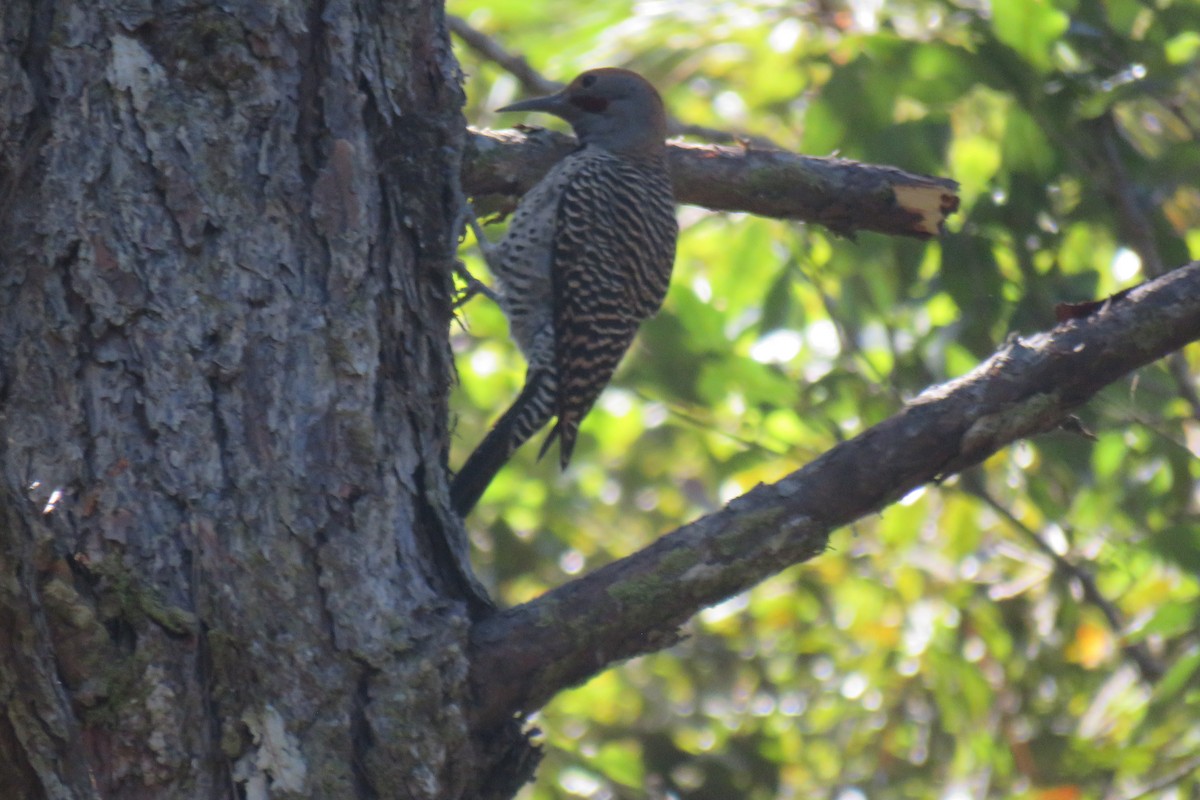 Guatemalan Flicker - ML630170408