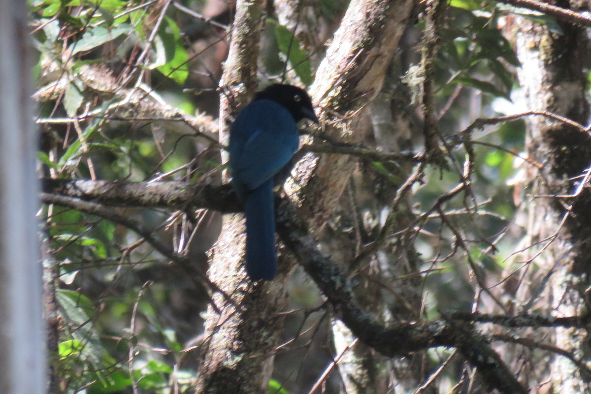 Bushy-crested Jay - ML630170422