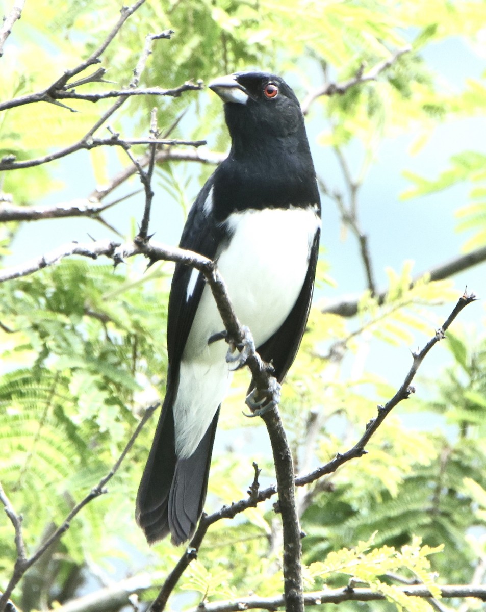 Black-and-white Tanager - ML630170646