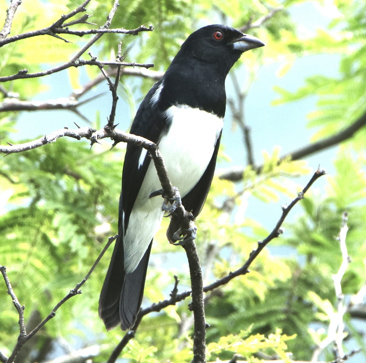 Black-and-white Tanager - ML630170647