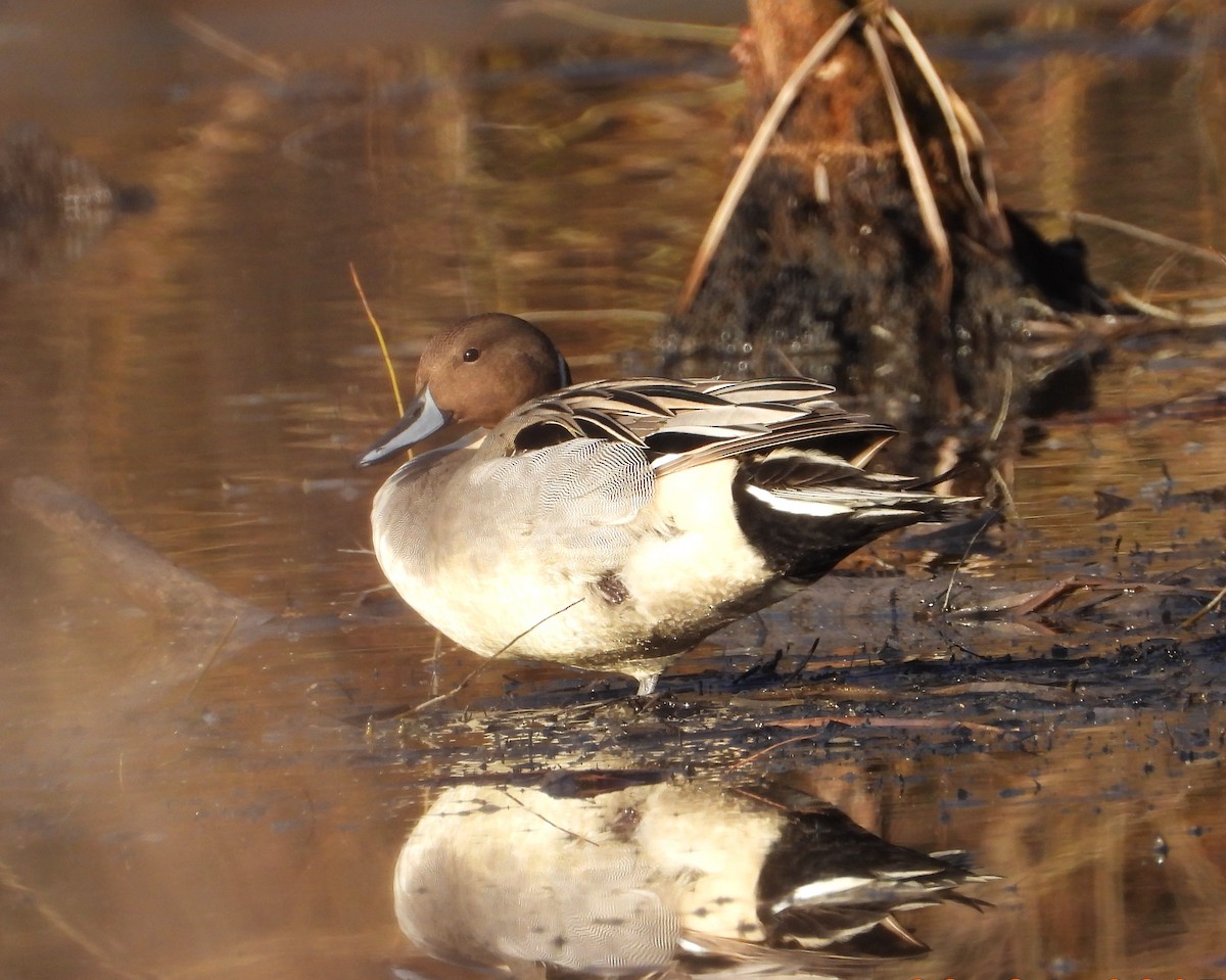 Northern Pintail - ML630170713